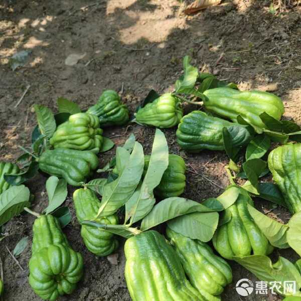 玩家辅助神器：金华佛手在线有挂么”附开挂脚本详细步骤-第2张图片