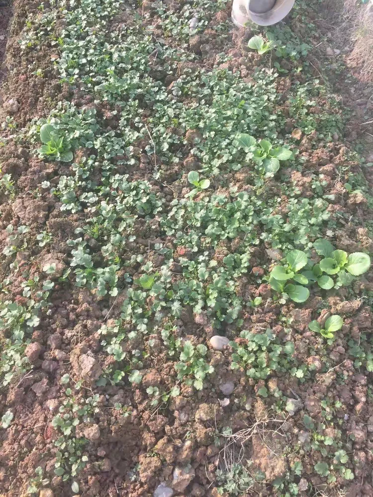 我来教大家!麦穗二八杠有挂吗”开挂(透视)辅助神器