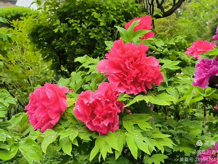 教程辅助!“中至常熟麻将到底有挂吗”开挂(透视)辅助神器-第2张图片