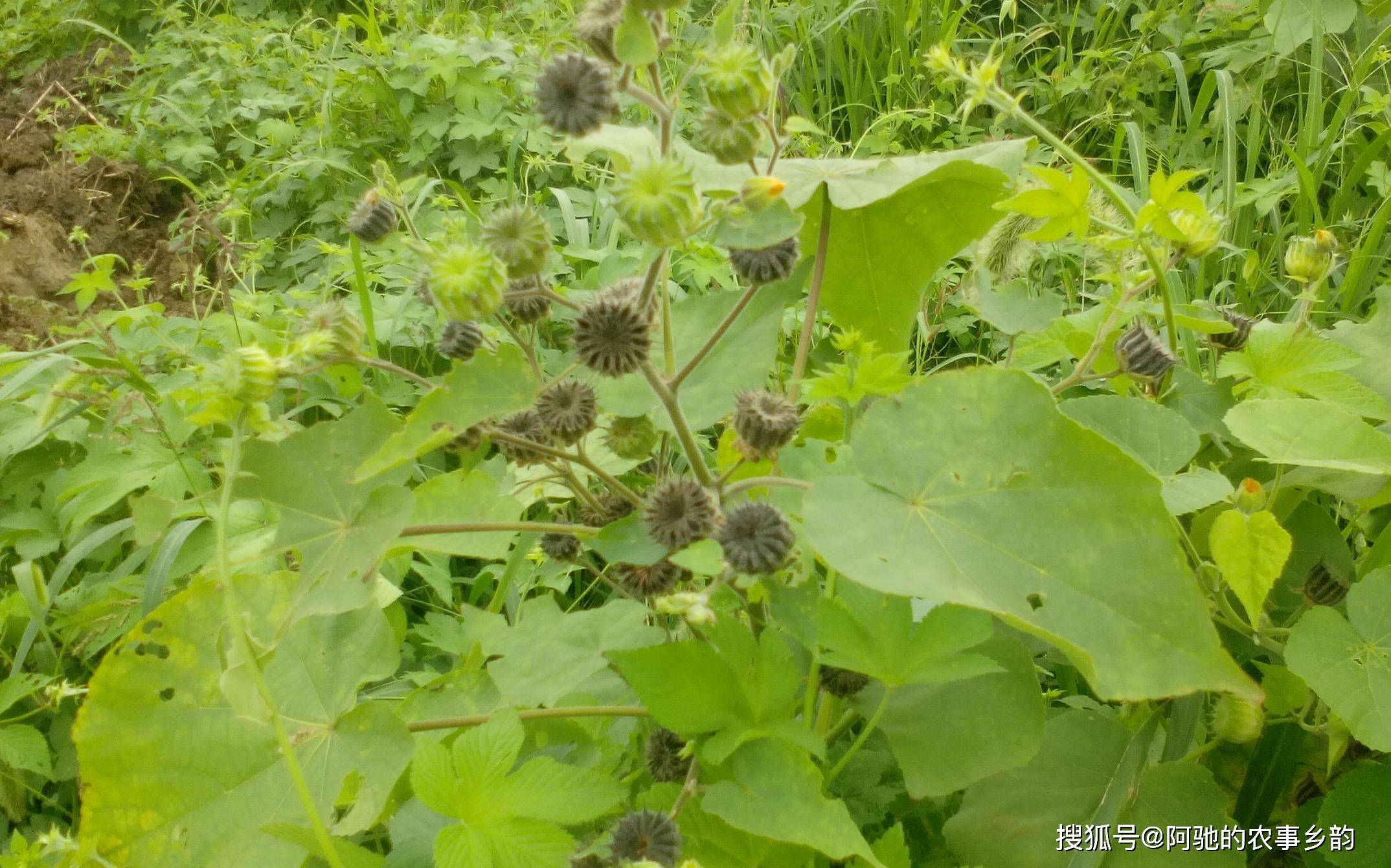 真实辅助“四川麻将小程序必赢神器	”的确是有挂-第2张图片