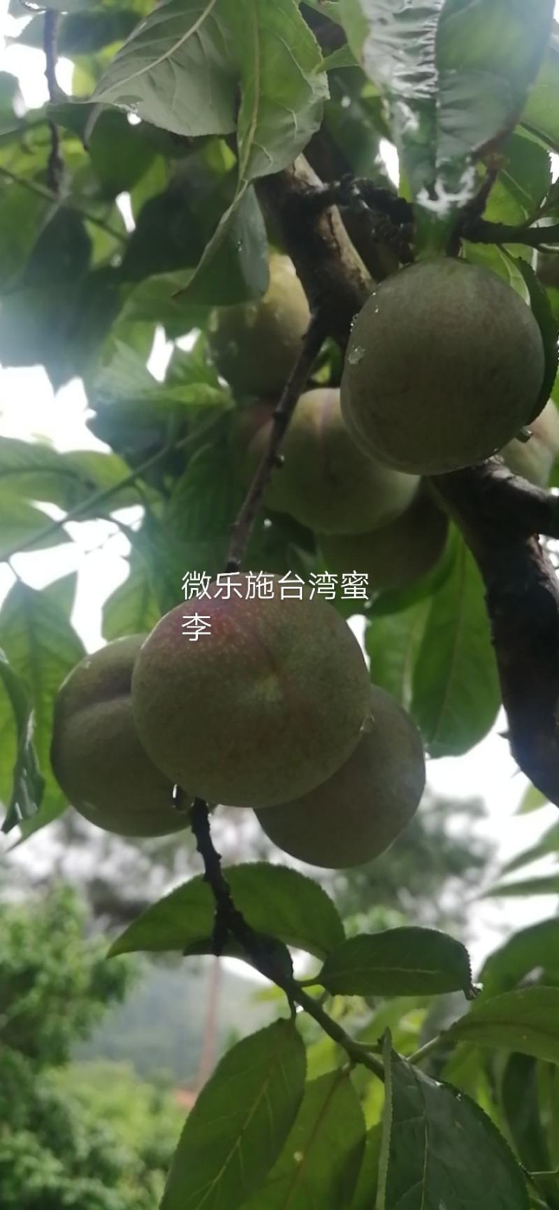 真实辅助“微乐广西麻将开挂神器代发”(原来确实是有插件)-第2张图片