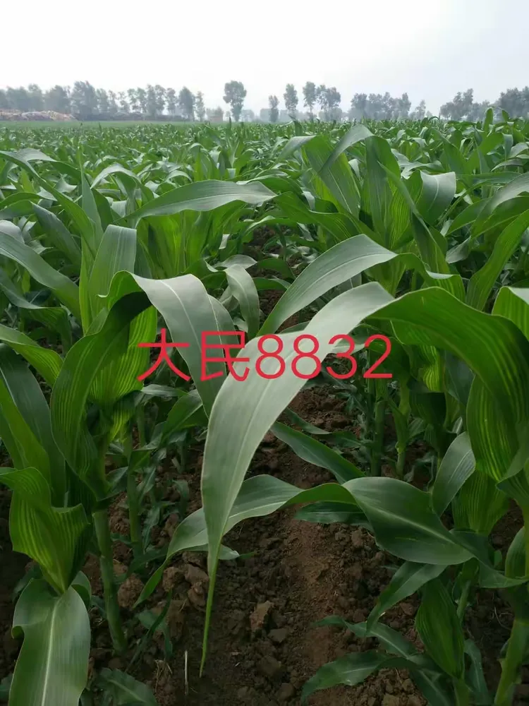 可用版本“扶余太浪麻将有挂吗”详细分享装挂步骤教程-第2张图片