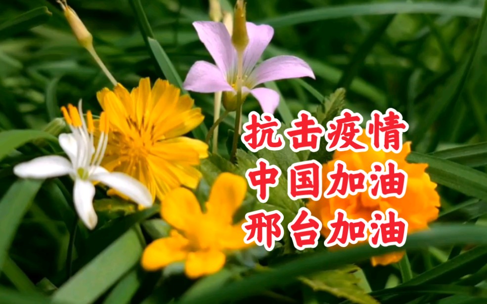 【邢台最新疫情/邢台最新疫情最新消息】-第1张图片