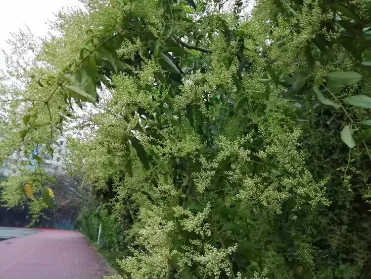 开挂辅助工具“天涯麻将有挂吗”科技辅助神器手机版教程-第1张图片